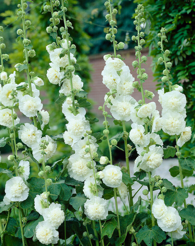Stokrose-Alcea Hvit 1-pakning