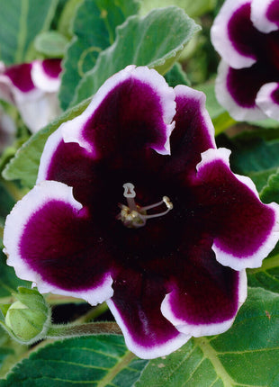 Gloxinia Kaiser Wilhelm 1-pakning