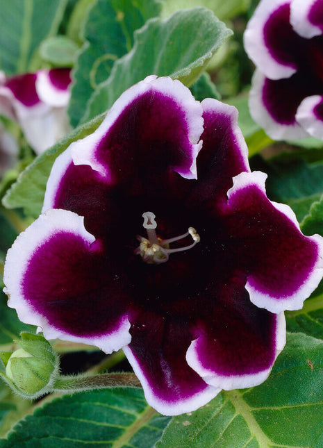 Gloxinia Kaiser Wilhelm 1-pakning