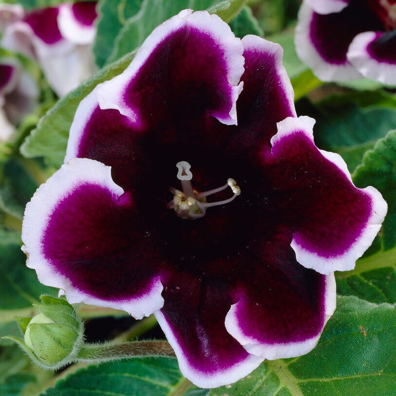 Gloxinia Kaiser Wilhelm 1-pakke