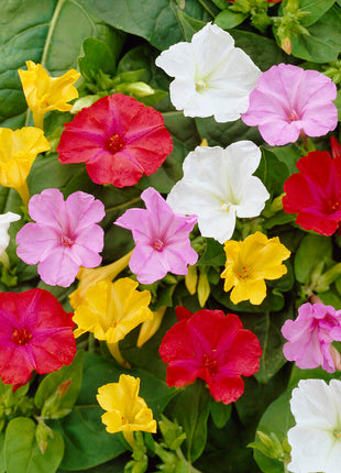 Underblomst-Mirabillis Jalapa Blandet 3-pak