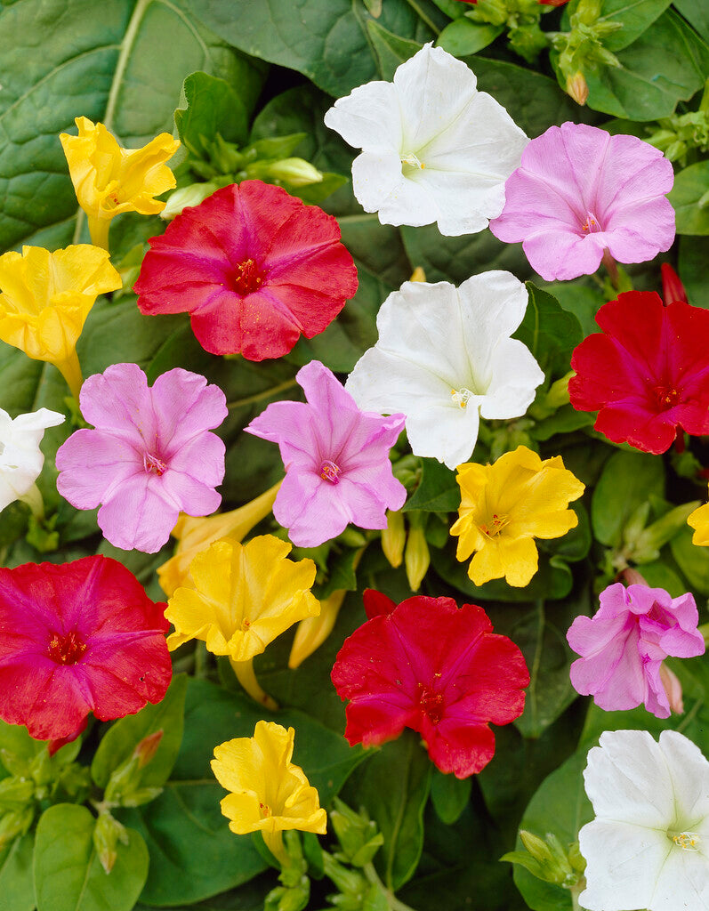 Underblomst-Mirabillis Jalapa Blandet 3-pak