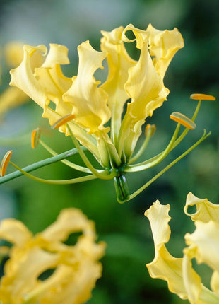 Gloriosa Lutea 1-pakning