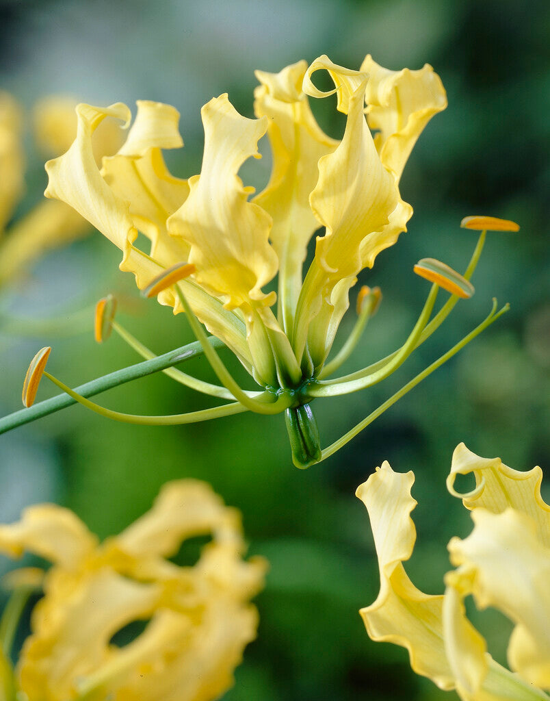 Gloriosa Lutea 1-pakning