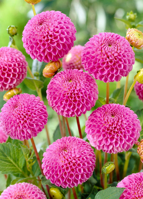 Dahlia Pompon Franz Kafka 1-pack