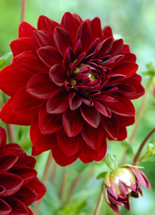 Dahlia Dekorativ Arabian Night 1-pack