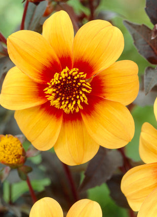 Dahlia Special Mignon Sunshine 1-pakning