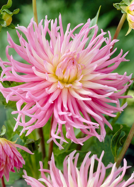 Dahlia Cactus Stars favoritt 1-pakning