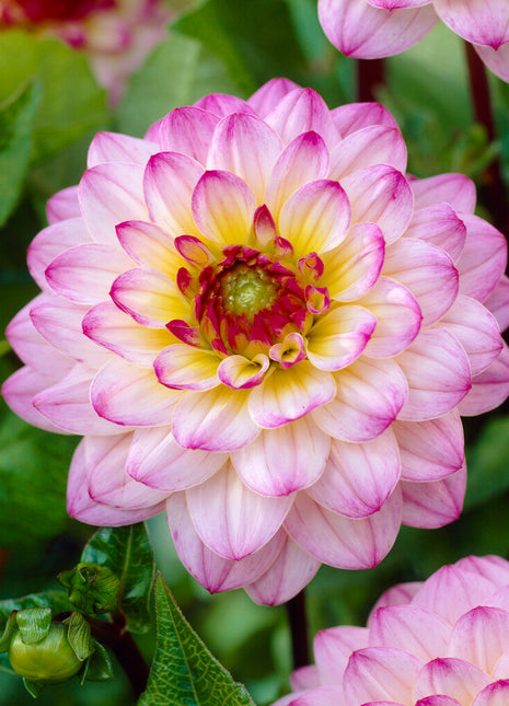 Dahlia Boll El Paso 1-pack