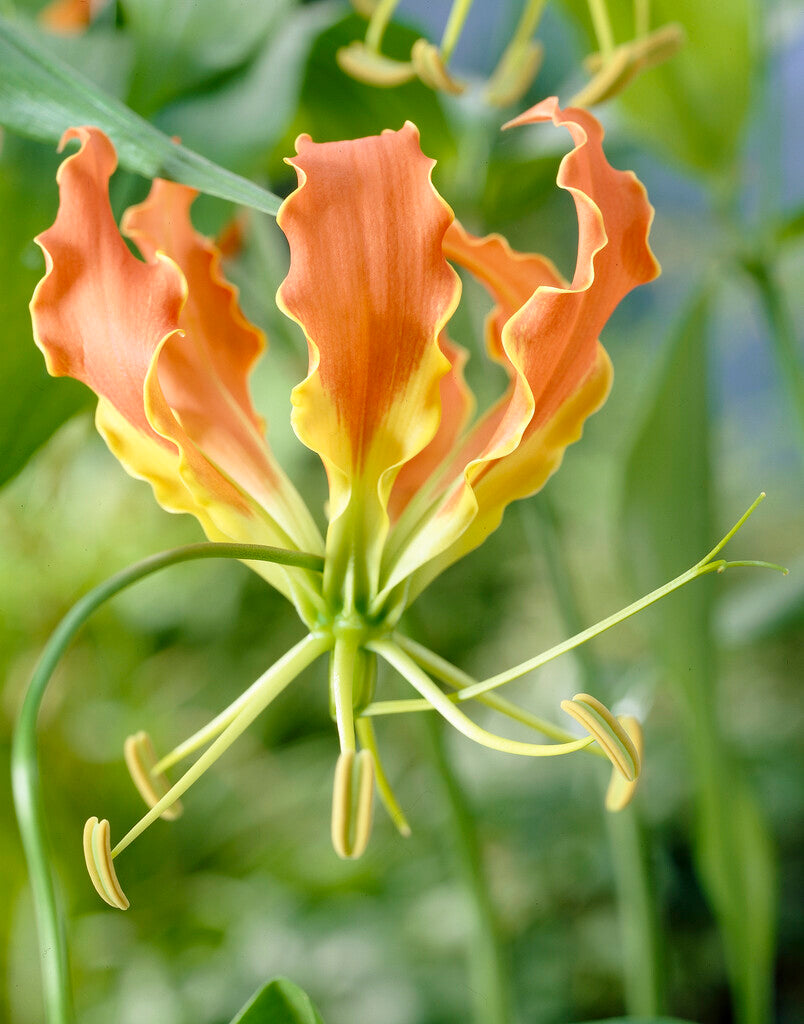Påskelilje-Gloriosa Superba 1-pakning