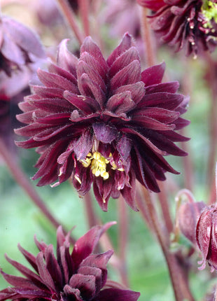 Akleja-Aquilegia Black Barlow 2-pak