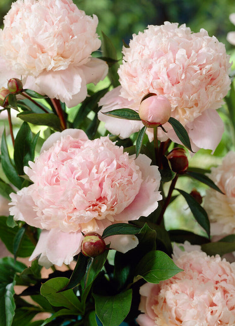 Peony-Paeonia Solange 1-pakning