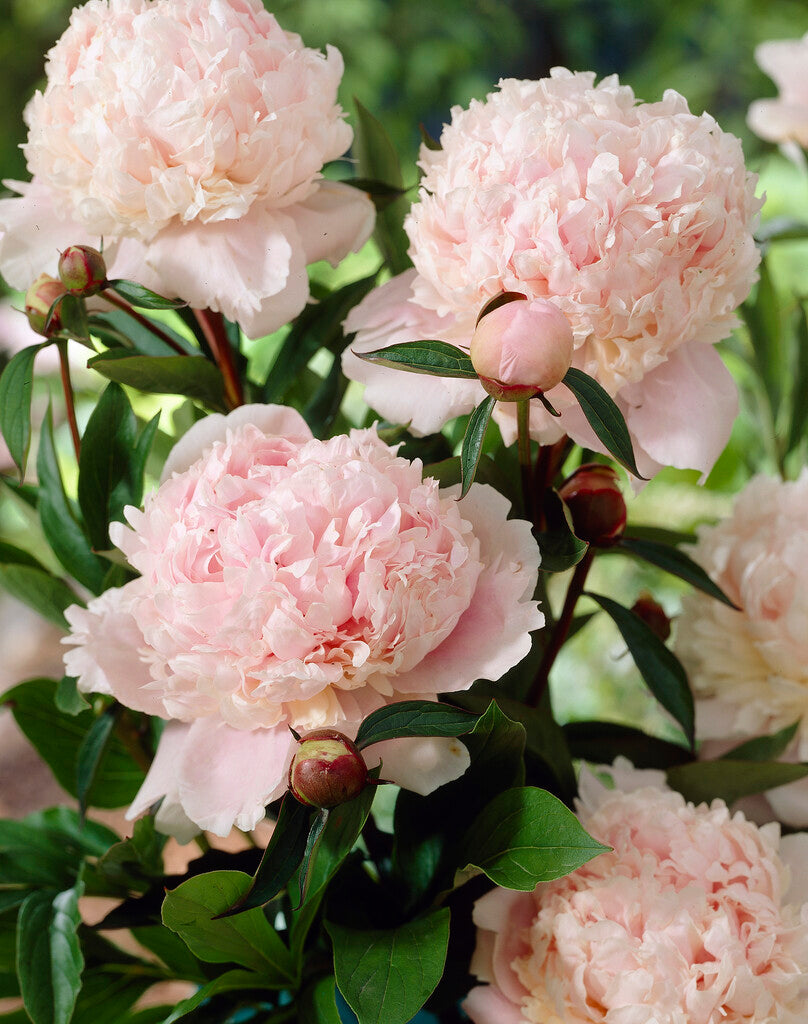 Peony-Paeonia Solange 1-pakning