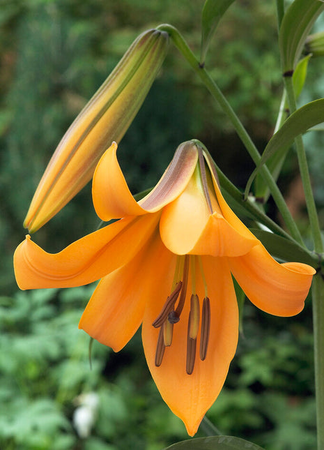 Trompetlilje-Lilium Trumpet African Queen 2-pakning