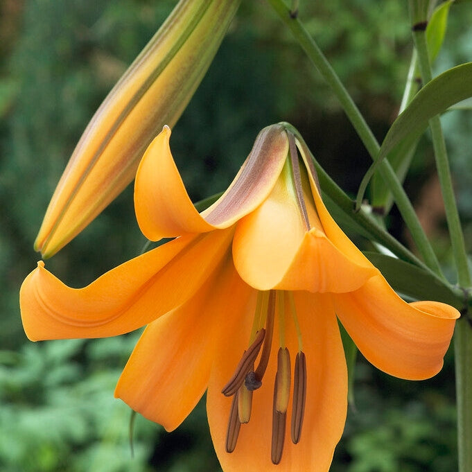 Trumpetlilje-Lilium Trumpet African Queen 2-pakning