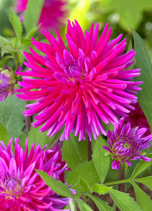 Dahlia Cactus Purple Gem