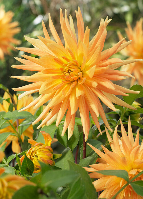 Dahlia Cactus Gold Crown 1-pakning