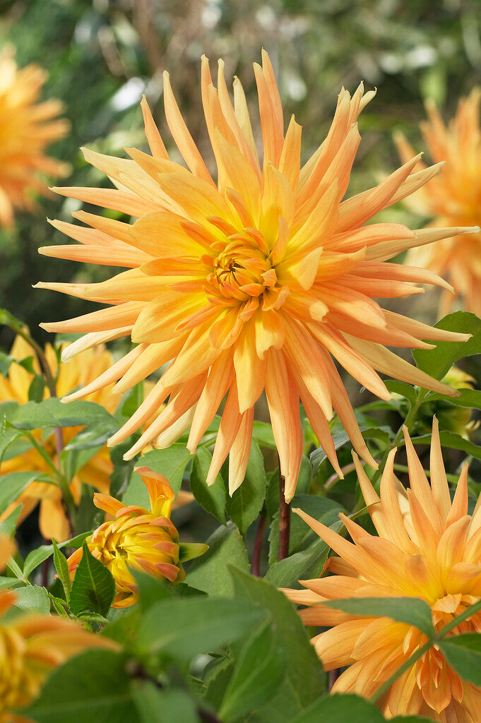 Dahlia Cactus Gold Crown 1-pakning