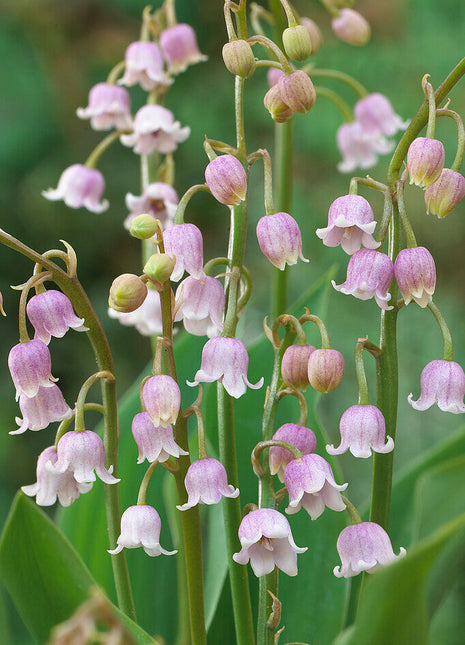 Liljekonvall-Convallaria Majalis Rosa 3-pakning