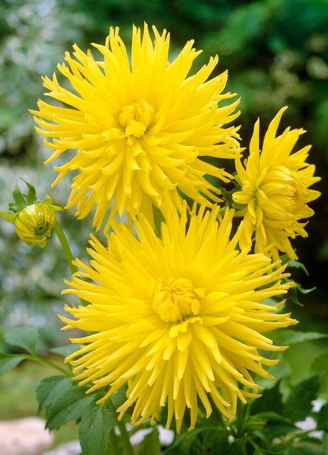 Dahlia Cactus Kennemerland 1-pakning