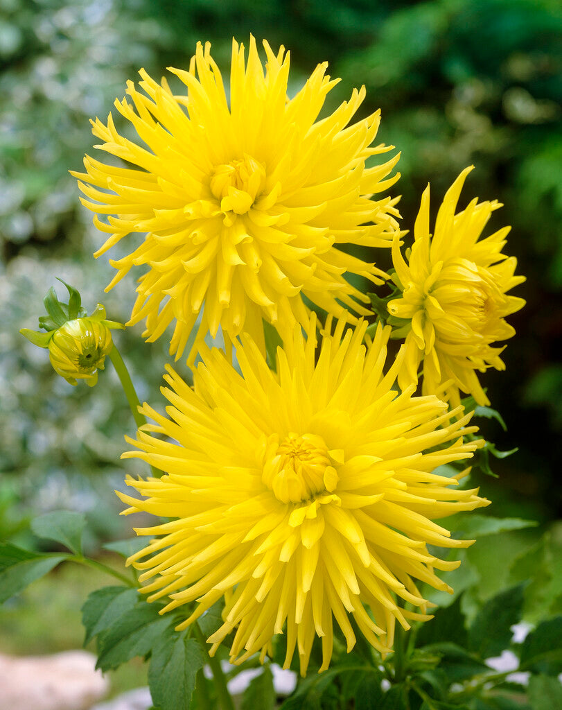 Dahlia Cactus Kennemerland 1-pakning