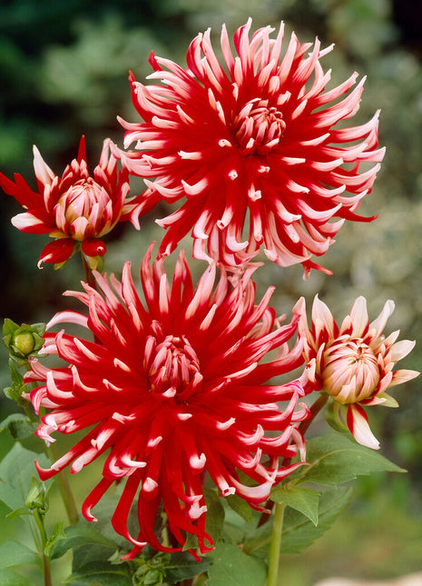 Dahlia Cactus Friquolet 1-pakning