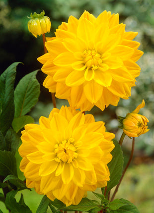 Dahlia Dekorativ Golden Emblem 1-pack