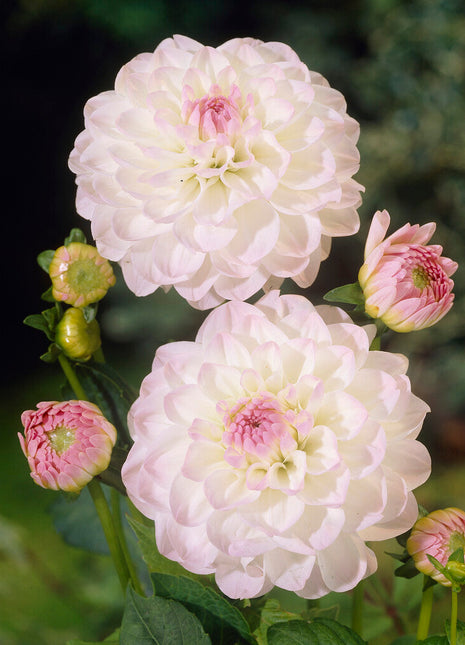 Dahlia Boll Eveline 1-pack