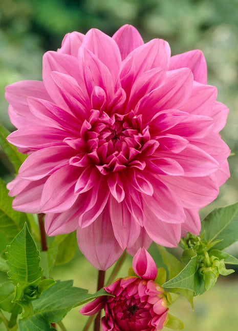 Dahlia Deorativ Lavender Perfection 1-pack