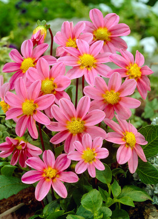 Dahlia Special Top Mix Rosa 1-pakning