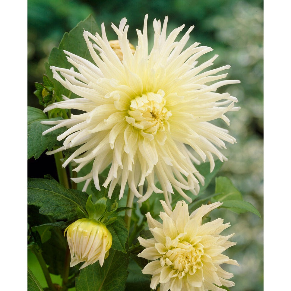 Dahlia Cactus White Star 1-pak NYHET