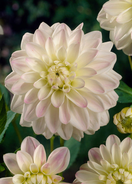 Dahlia Border Wittem 1-pakk