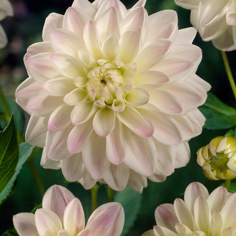 Dahlia Border Wittem 1-pakke