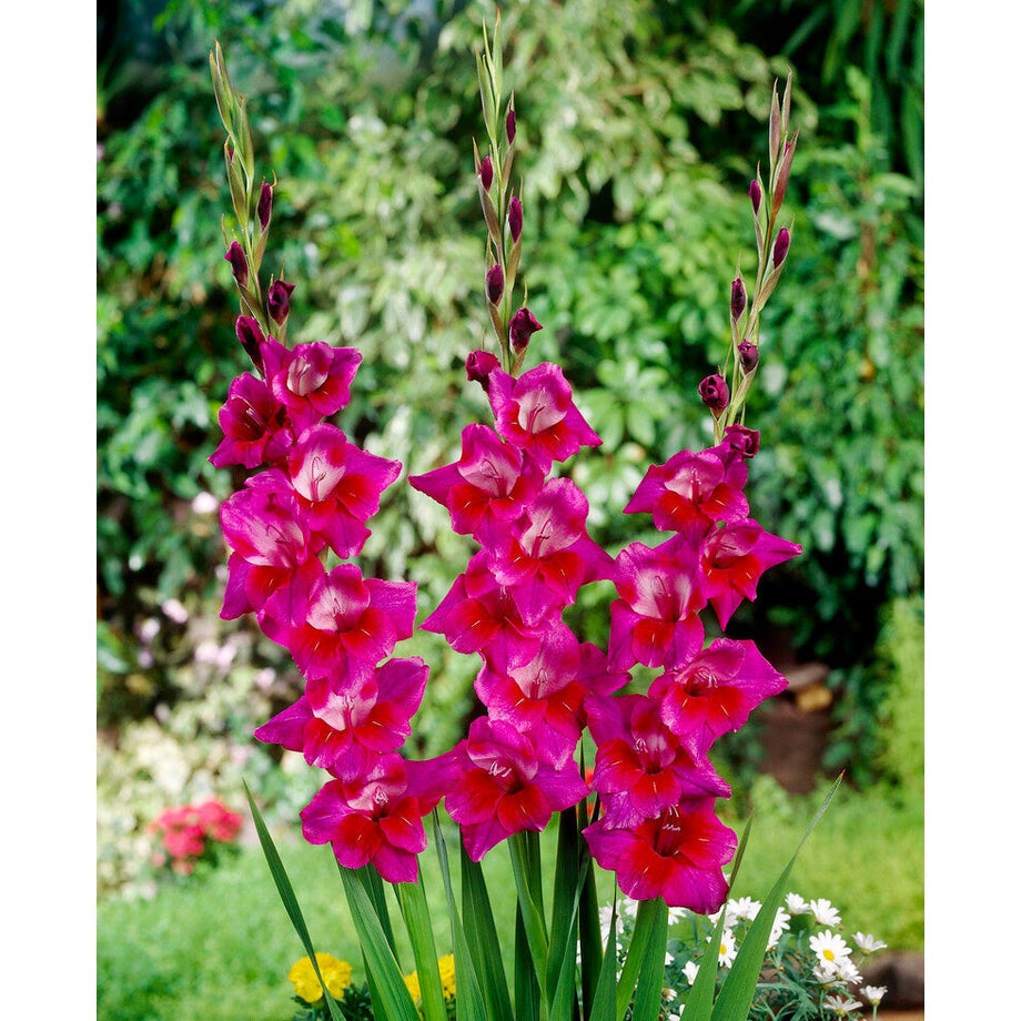 Gladiolus Velvet Eyes 10-pakning