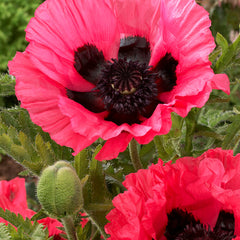 Poppy-Papaver 'Moulin Rouge' 1-pakning