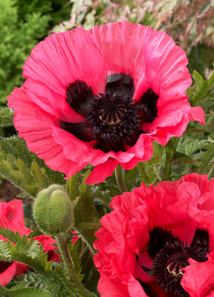 Poppy-Papaver 'Moulin Rouge' 1-pakning