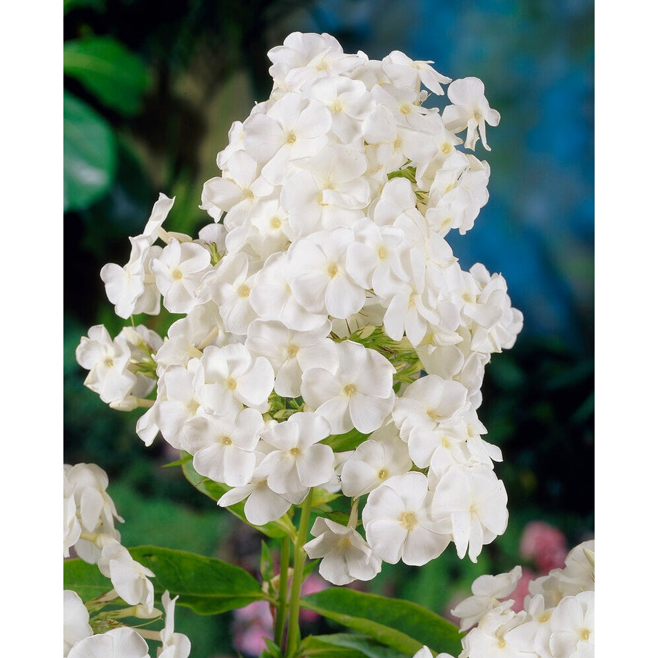 Flox-Phlox White Admiral 1-pakke