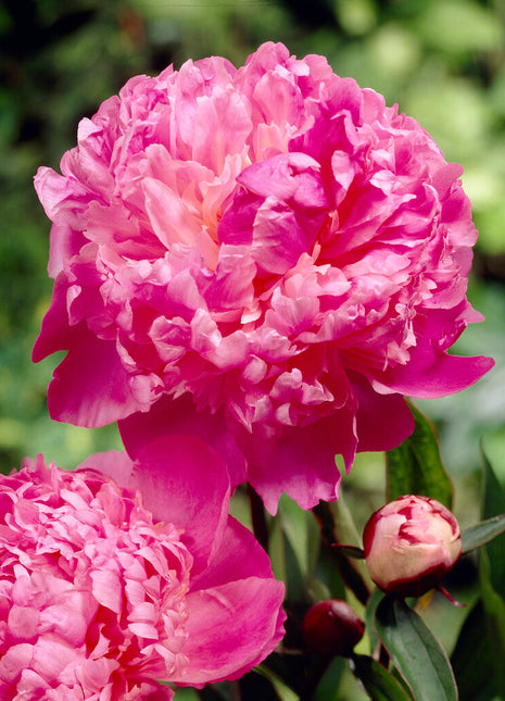 Peony-Paeonia Louis van Houtte 1-pakning