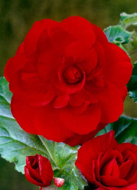 Begonia Dobbel Rød 3-pakning