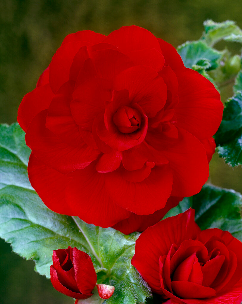 Begonia Dobbel Rød 3-pakning