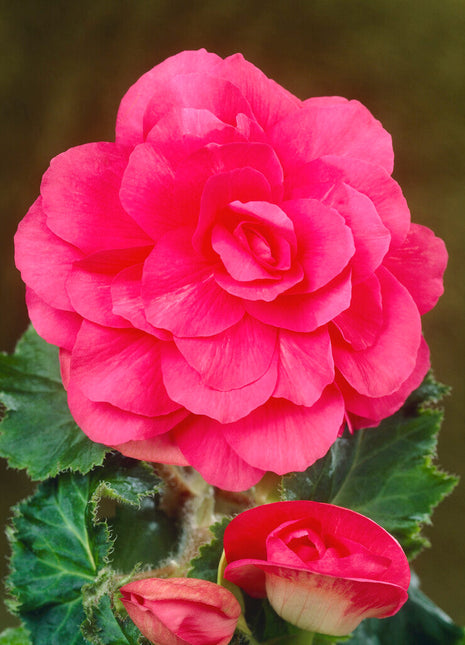 Begonia Dobbel Rosa 3-pakning