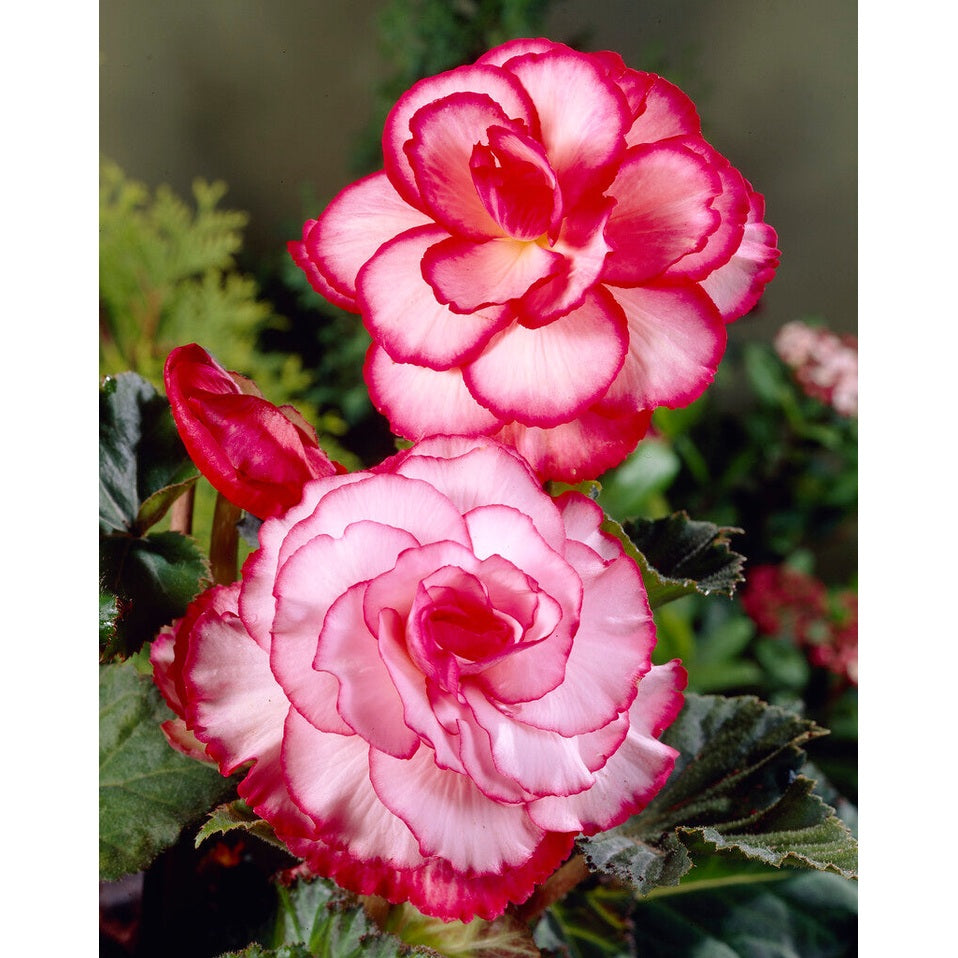 Begonia Picotee White/Red 3-pakning