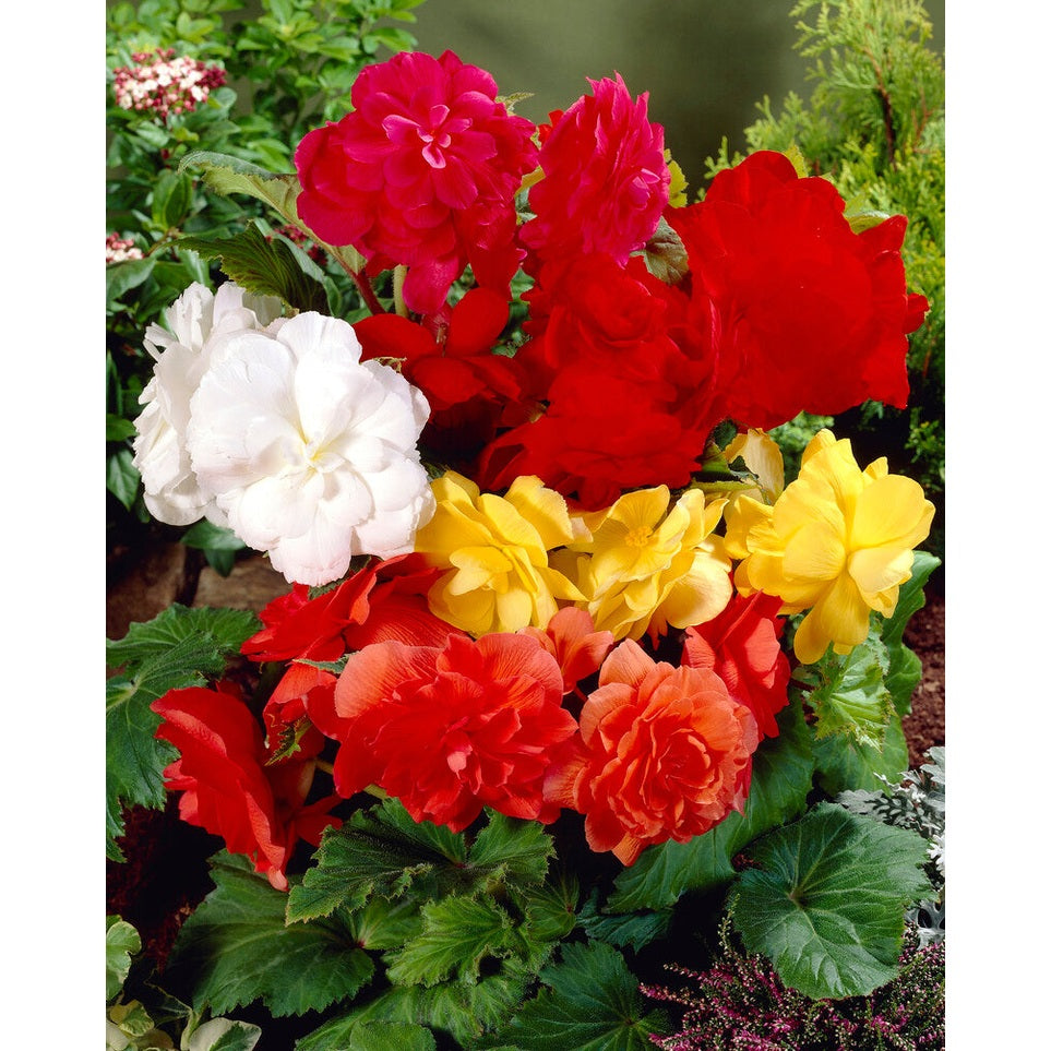 Begonia Double Mixed 3-pakning