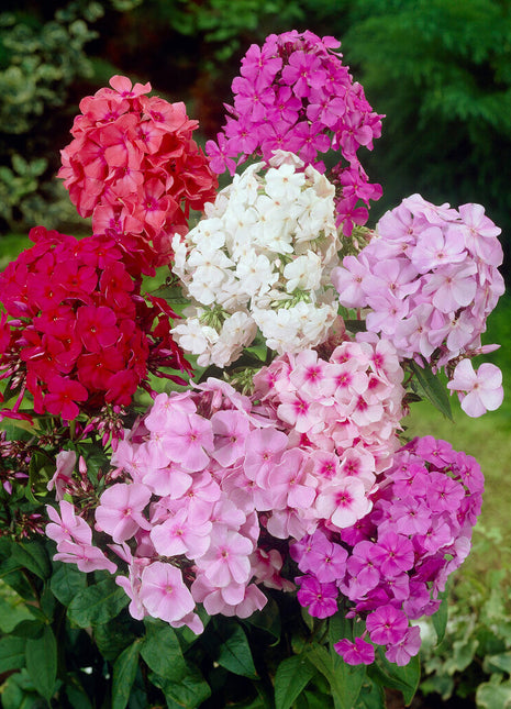 Phlox-Phlox Blandet 3-pakning