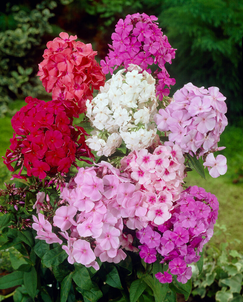 Phlox-Phlox Blandet 3-pakning