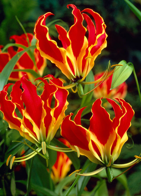 Gloriosa Rothschildiana 1-pakning