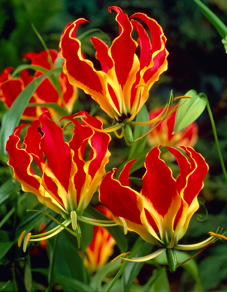 Gloriosa Rothschildiana 1-pakning