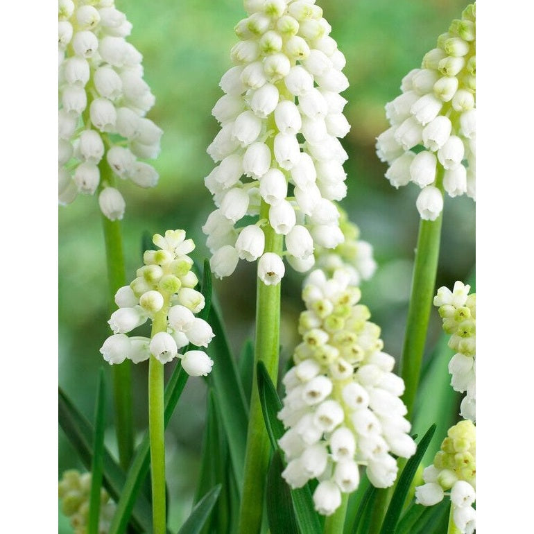 Persisk perlehyasint - Muscari auchen 'White Magic' 10-pakning