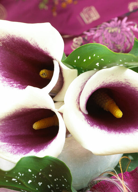 Zantedeschia Vermeer 1-pakning