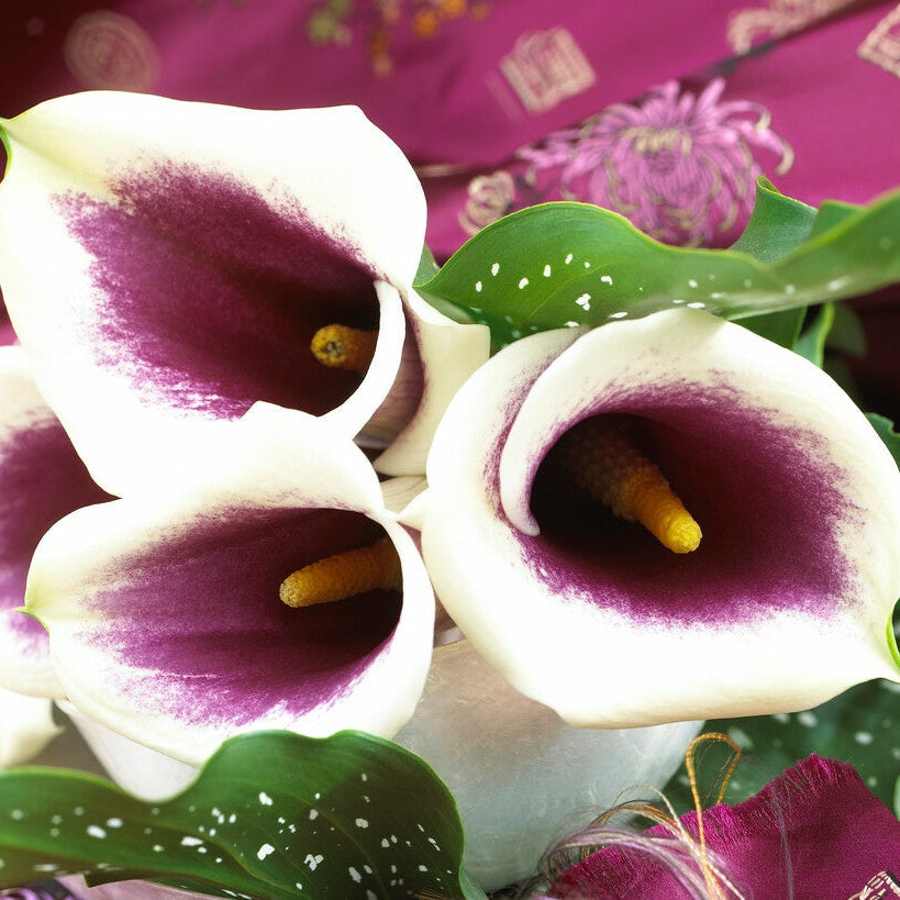 Zantedeschia Vermeer  1-pakke